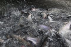 KODAK Digital Still Camera